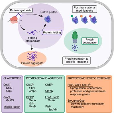 Frontiers | Update On The Protein Homeostasis Network In Bacillus Subtilis